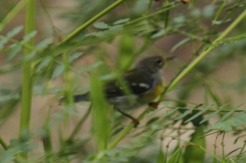 Northern Parula 2011_09_17_2802.JPG